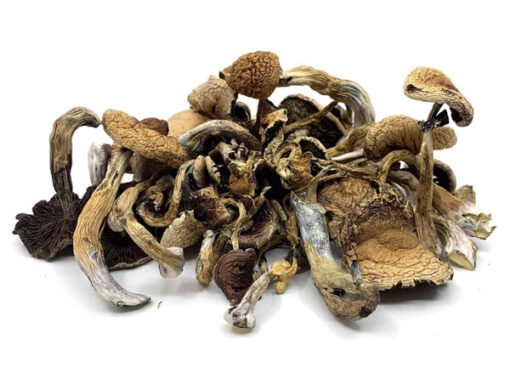 Buy Golden Teacher Mushrooms Buy Golden Teacher Mushrooms