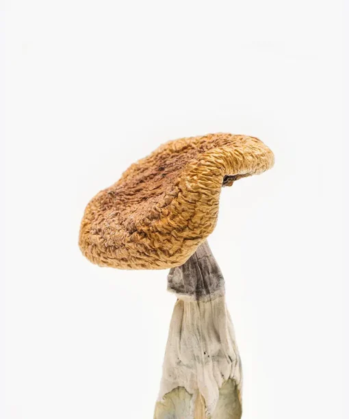 Buy Golden Teacher Mushrooms Buy Golden Teacher Mushrooms